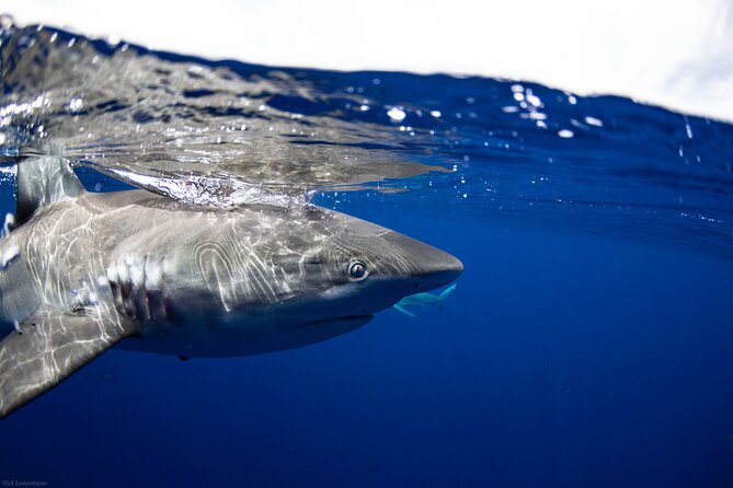 Open Water Shark Dive - Where this shark swim fits on Oahu (and why Haleiwa works)