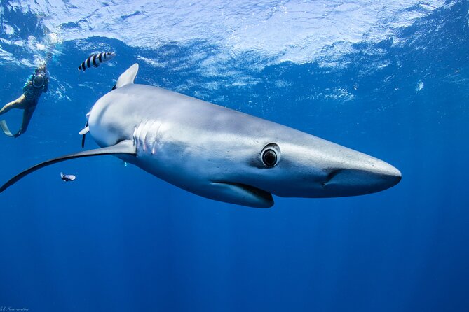 Open Water Shark Dive - Gear and crew setup: what’s included and how clean gear helps