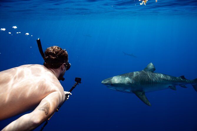 Open Water Shark Dive - What marine life you might see (including the surprise moments)