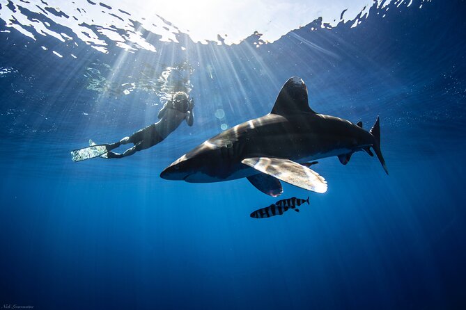 Open Water Shark Dive - The 2-hour schedule: what happens before, during, and after
