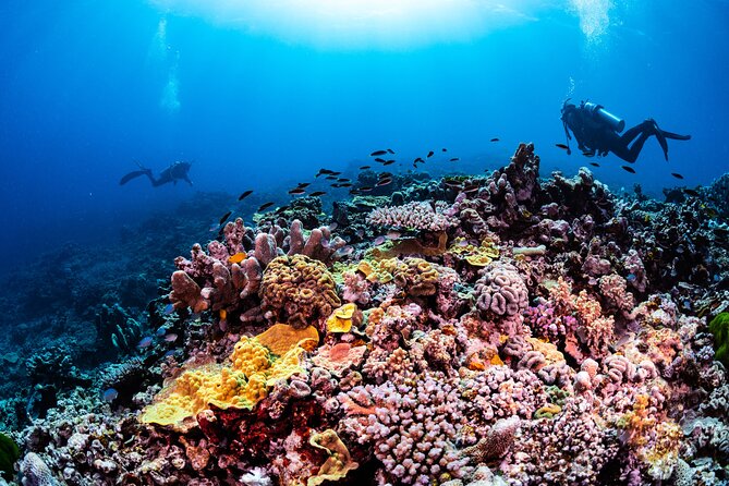Outer Reef Scuba Diving Day Tour from Agnes Water 1770 - Southern Great Barrier Reef: why this trip feels uncrowded