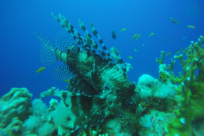 PADI 3 Days Open Water Course - Price and Value: Is This $357.94 Worth It?