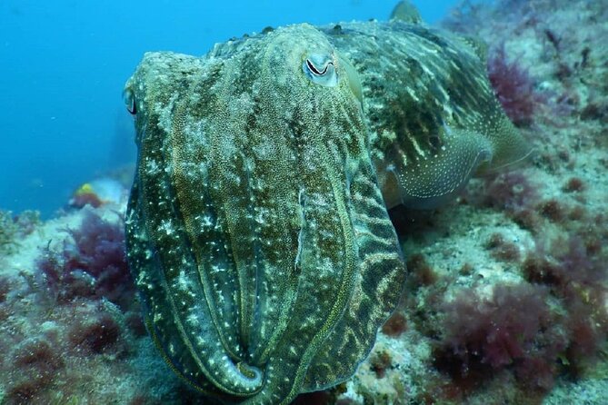 PADI Advanced Diving Course in Gran Canaria - The required 30 m training: controlled depth, better confidence