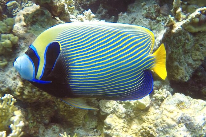 PADI Advanced Diving Course in Hurghada - Learn Scuba Diving - The small-group advantage: up to 4 students, not a classroom stampede