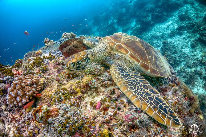 PADI Advanced Open Water Course Kota Kinabalu - Where the marine life fits into the learning (and why you should care)