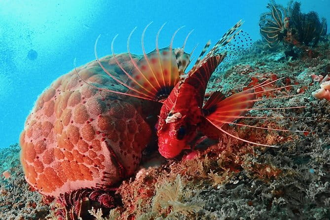 PADI Advanced Open Water Diver Course - Should you book? My quick take