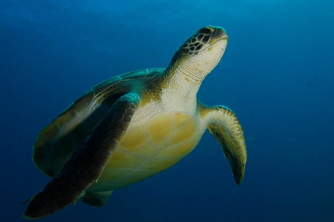 PADI Advanced Open Water Diver Course (AOWD) - 2 days - Key points before you book