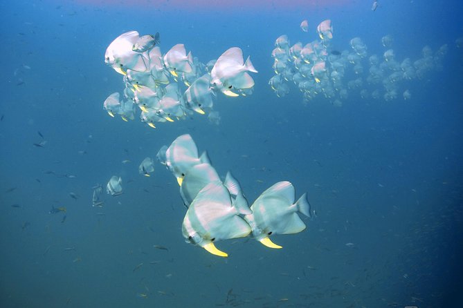 Padi Advanced open Water Diver Courses (Start at Ko Kut) - Your two-day flow: how the training usually feels