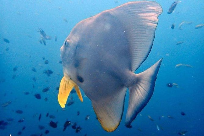 Padi Advanced open Water Diver Courses (Start at Ko Kut) - What you’re actually paying for: the PADI Advanced structure