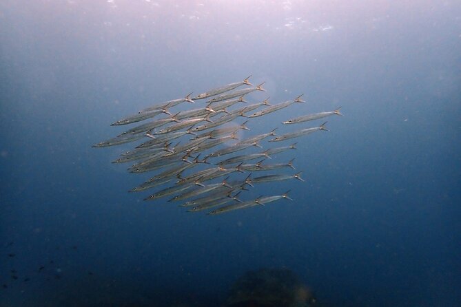 PADI Discover Scuba 2 Times Diving Phuket - Getting to Chalong Pier With Pickup and Air-Conditioning