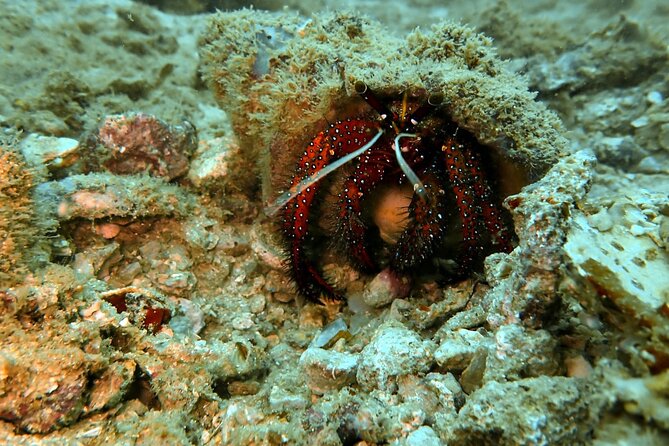 PADI Discover Scuba 2 Times Diving Phuket - Training and Safety: How PADI Gets You Ready for Two Water Sessions