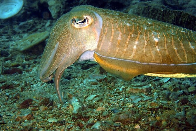 PADI Discover Scuba 2 Times Diving Phuket - Equipment Included: What That Saves You (and What to Watch)