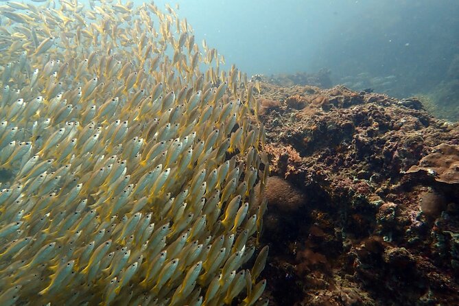 PADI Discover Scuba 2 Times Diving Phuket - Who This Program Is Best For