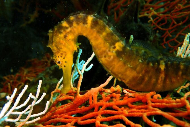 PADI Discover Scuba 2 Times Diving Phuket - Boat Time With Breakfast, Snacks, and Real Lunch