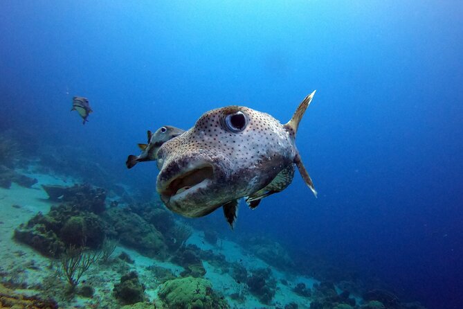 PADI Discover Scuba Dive - Curaçao Start Point: The Dive Bus Location in Willemstad