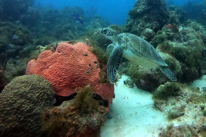 PADI Discover Scuba Dive - First Skills, Then the Open-Water Underwater Session