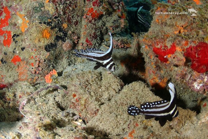 PADI Discover Scuba Dive - Small Group Coaching: The Real Advantage of Max 4