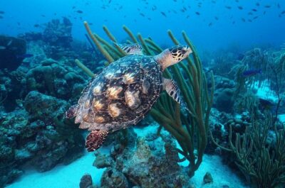 PADI Discover Scuba Dive at Coral Divers Curacao - Meeting Coral Divers Curacao at Rif St Marie