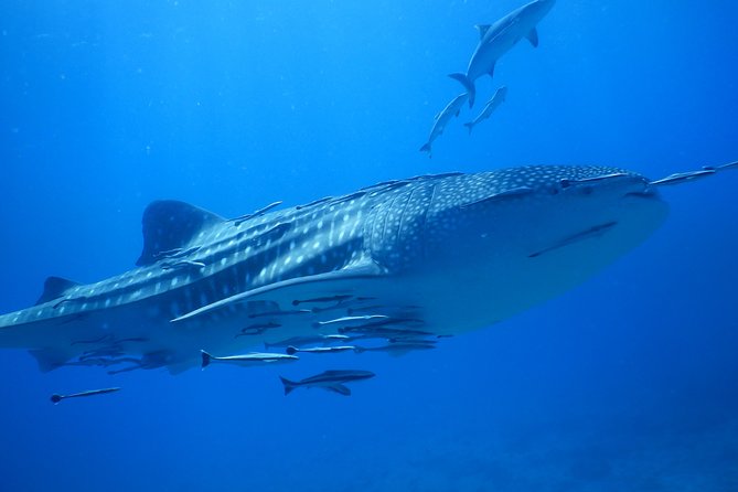 PADI Discover Scuba Dive Experience - Two Shallow Reef Outings: Fish, Coral, and a Maximum of 12 Metres