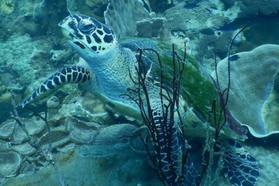 PADI Discover Scuba Dive Experience - Your First Hour in the Pool: The Skills That Make Everything Easier