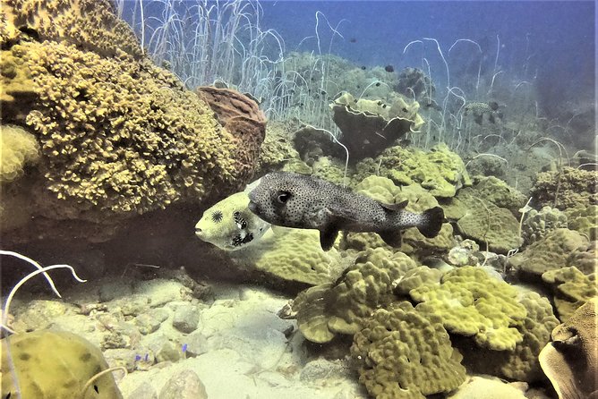 PADI Discover Scuba Dive Experience - Small Groups and Tight Coaching: Why This Ratio Matters