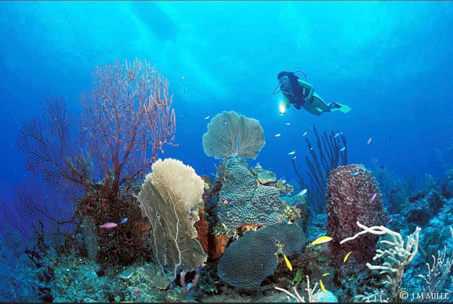 PADI Discover Scuba Diving: at Hol Chan Marine Reserve - Price and value: is $275 a good deal for four hours in Hol Chan?