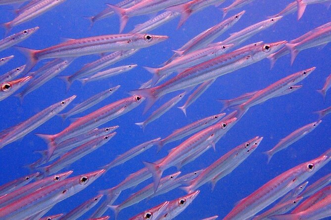 PADI Discover Scuba Diving for Beginners (Non Certified Divers) - Why This Phuket Intro Program Feels Beginner-Safe