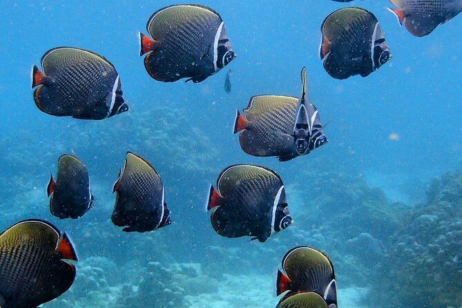 PADI Discover Scuba Diving for Beginners (Non Certified Divers) - Water Sessions Two and Three: Reef Time With an Instructor Nearby