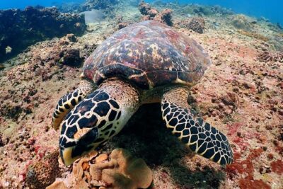 PADI Discover Scuba Diving for Beginners (Non Certified Divers) - Racha Noi First Skills Session: Where Confidence Gets Built