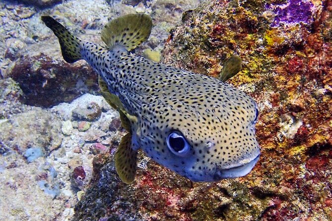 PADI Discover Scuba Diving for Beginners (Non Certified Divers) - What You’ll Actually See: Marine Life Expectations Without Guarantees