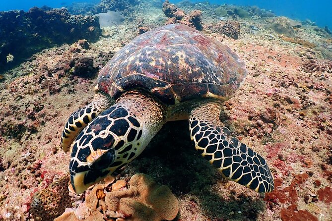 PADI Discover Scuba Diving for Beginners (Non Certified Divers) - Racha Noi First Skills Session: Where Confidence Gets Built