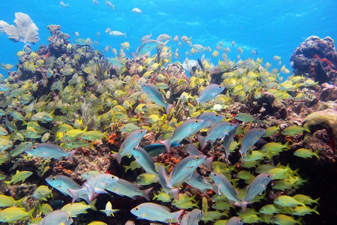 PADI Discover Scuba Diving for divers without certification - Price and value: is $169 worth it for a first-timer?