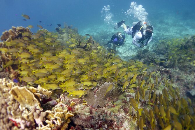 PADI Discover Scuba Diving for divers without certification - Who should book this Isla Mujeres intro (and who should pause)