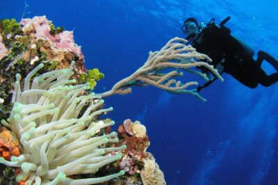 PADI Discover Scuba Diving in Playa del Carmen - Where You Start: Hotel Riu Yucatan and Getting Organized