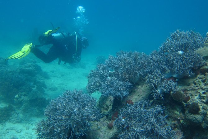 PADI Discover Scuba Diving - introduction program for beginners - What you might see underwater around Nha Trang