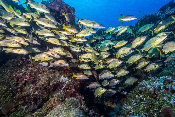 PADI Discover Scuba Diving Program in the Riviera Maya - The theory session: short, practical, and built for the real moment