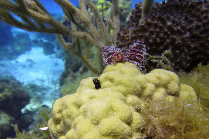 PADI Discover Scuba Diving Program in the Riviera Maya - Pool practice: the part that makes your reef session actually enjoyable