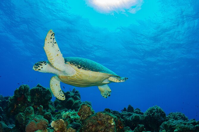 PADI Discover Scuba Diving Program in the Riviera Maya - Gear fitting + instructor attention: why this program feels beginner-friendly