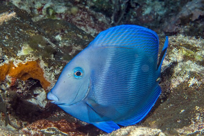 PADI Discover Scuba Diving Tour in Cozumel - The safety and health side you should take seriously