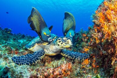 PADI Discover Scuba Diving Tour in Cozumel - Entering the day: theory, pool skills, then your reef time