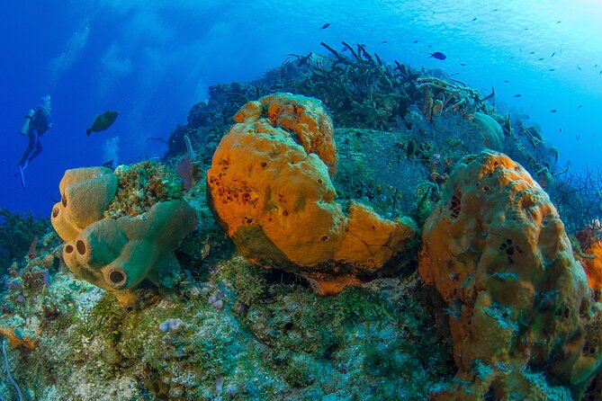 PADI Discover Scuba Diving Tour in Cozumel - Group size and guide vibe: where your experience is made