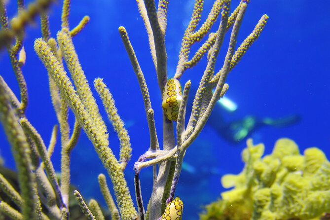 PADI Discover Scuba Diving Tour in Cozumel - Transportation and logistics: avoid the Playa del Carmen trap