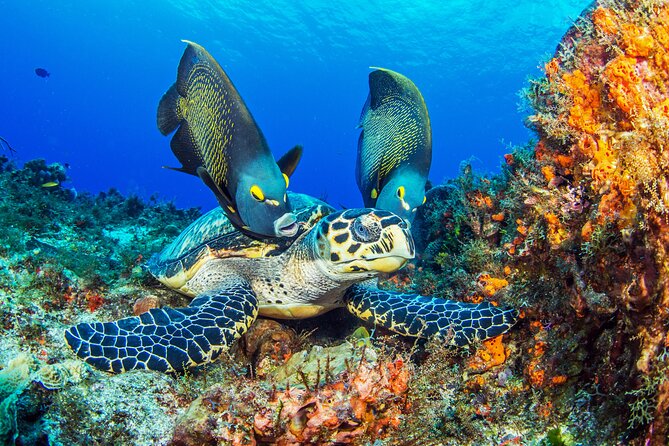 PADI Discover Scuba Diving Tour in Cozumel - Entering the day: theory, pool skills, then your reef time
