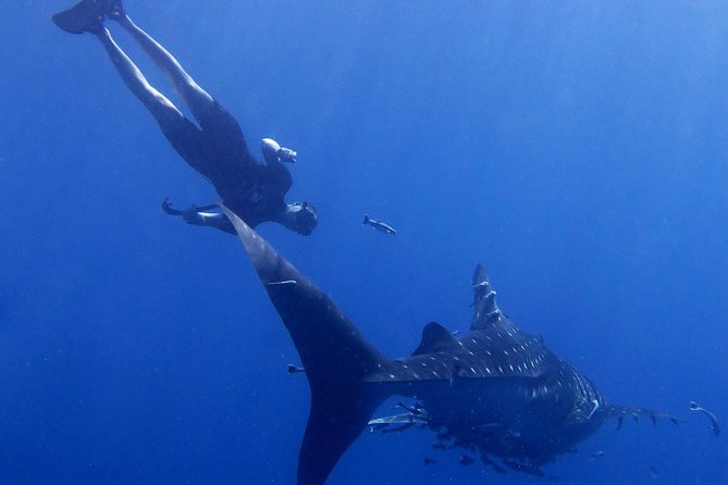 Padi Freediver, learn how to freedive and get your first license (at Koh Chang) - Logistics that affect your comfort: pickup, timing, and where to meet