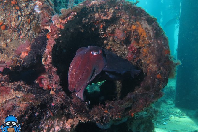 PADI Open Water Course - Day 2 around Fremantle: shore sessions and the transport reality