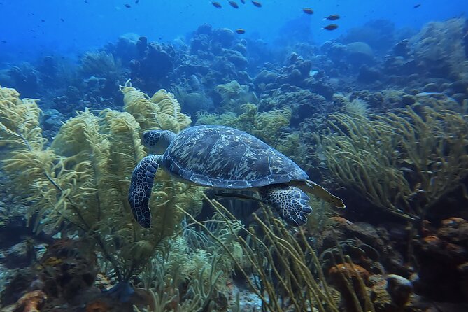 PADI Open Water Course in 3 days - Curaçao PADI Open Water in 3 days: a realistic way to earn your license