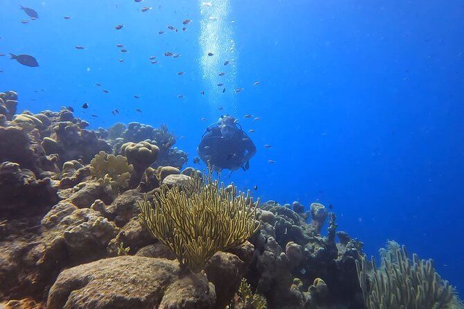 PADI Open Water Course in 3 days - Day-to-day progression: how the course turns nerves into control