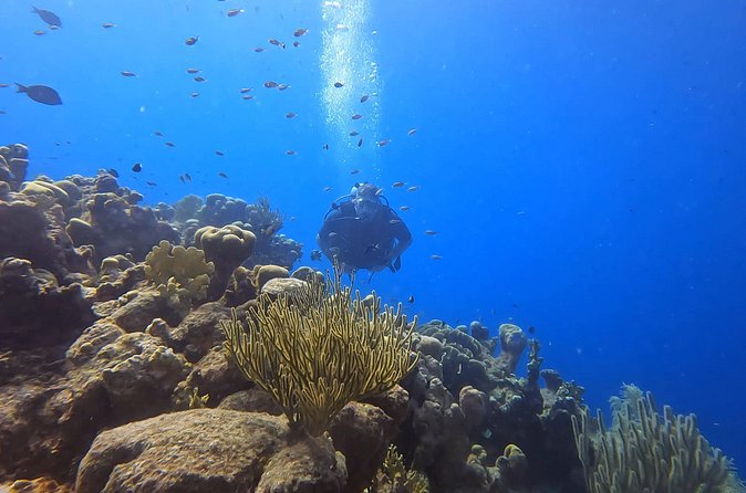 PADI Open Water Course in 3 days - What you may see in Curaçao: turtles, reefs, and the shipwreck angle