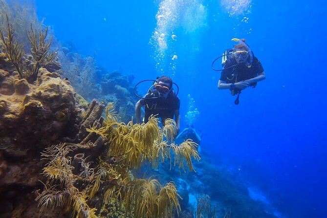 PADI Open Water Course in 3 days - Pickup, mobile ticket, and cruise-day timing: how to plan your day in Willemstad