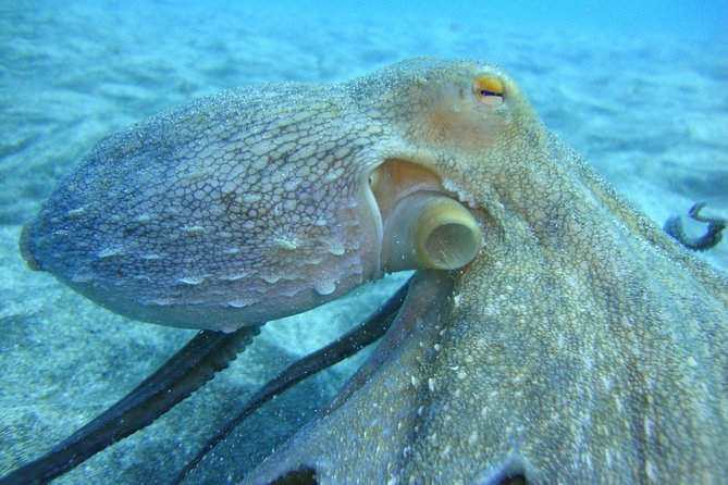 PADI Open Water Course in Costa Adeje - Key highlights